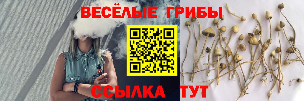 Урус-Мартан  Псилоцибиновые грибы прущие грибы  Вход с VPN 